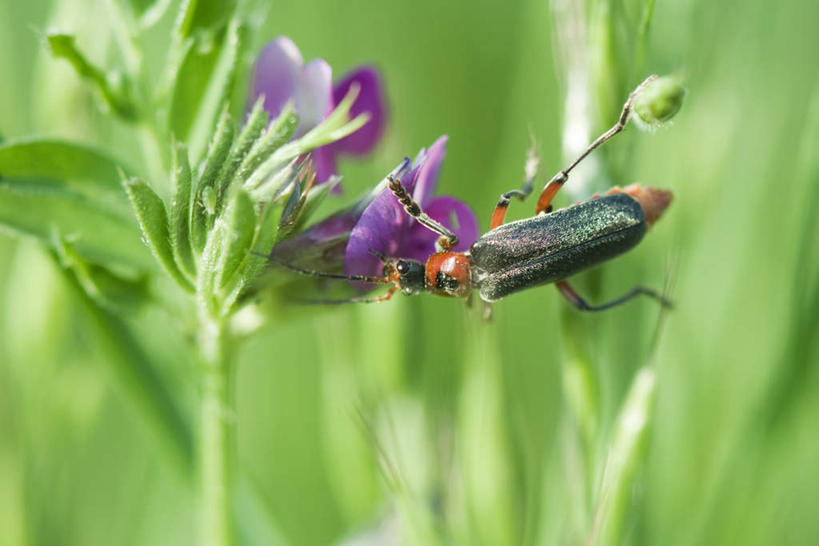 无人,横图,室外,特写,白天,正面,花海,花圃,美景,植物,叶子,朦胧,模糊,盛开,昆虫,景观,绿叶,花蕾,花,花瓣,花朵,花卉,鲜花,一只,绿色,紫色,自然,动物,花丛,花束,花田,花苞,花蕊,爬,嫩叶,景色,自然风光,爬着,蚜虫,害虫,叶,叶片,彩图,全身