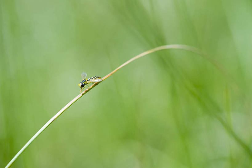 无人,横图,室外,特写,白天,正面,美景,蜜蜂,叶子,朦胧,模糊,昆虫,景观,枯枝,绿叶,枝,一只,自然,动物,嫩叶,景色,自然风光,益虫,叶,叶片,彩图,全身