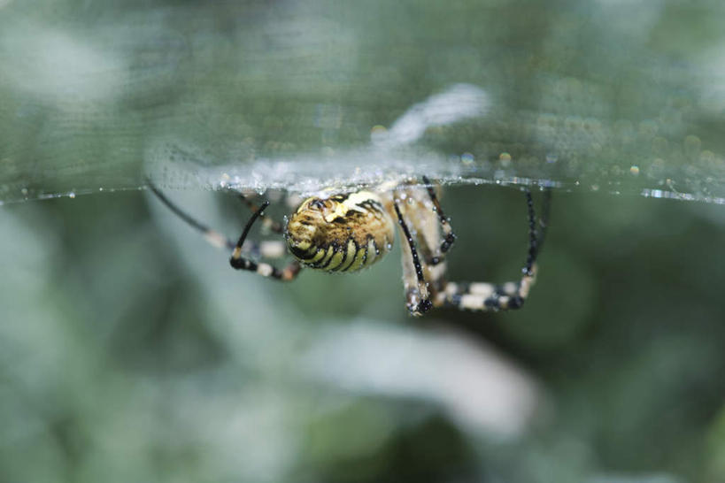 无人,横图,室外,特写,白天,正面,草地,草坪,美景,植物,条纹,蜘蛛,景观,草,一只,绿色,自然,动物,爬,景色,蜘蛛丝,八脚螅,园蛛,自然风光,织网,节肢动物,益虫,波丝,彩图