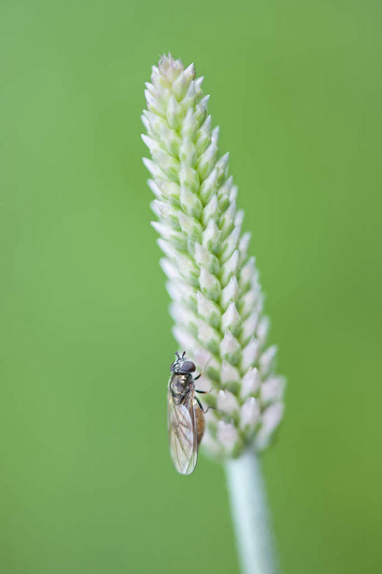 无人,竖图,室外,特写,白天,美景,植物,苍蝇,叶子,朦胧,模糊,细菌,昆虫,景观,绿叶,树,树木,一只,背面,绿色,自然,动物,嫩叶,景色,生长,成长,自然风光,病菌,害虫,传染,四害,叶,叶片,彩图,全身