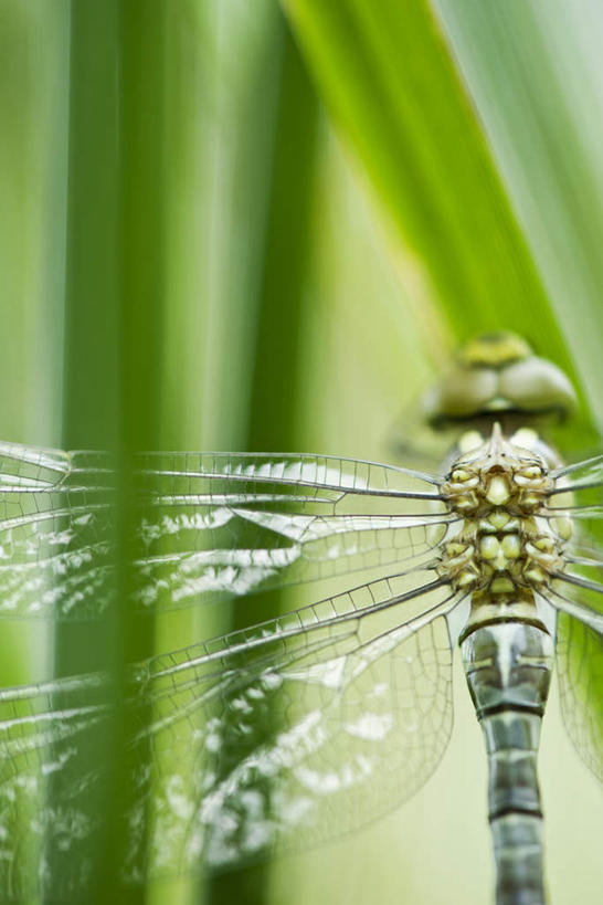 无人,竖图,室外,特写,白天,美景,叶子,朦胧,模糊,透明,翅膀,蜻蜓,昆虫,景观,绿叶,一只,背面,自然,动物,嫩叶,景色,自然风光,益虫,叶,叶片,半身,彩图