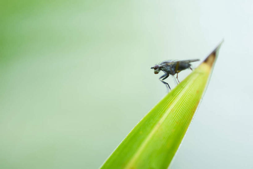 无人,横图,室外,特写,白天,侧面,美景,苍蝇,叶子,朦胧,模糊,细菌,昆虫,景观,绿叶,一只,自然,动物,嫩叶,景色,自然风光,病菌,害虫,传染,四害,叶,叶片,彩图,全身