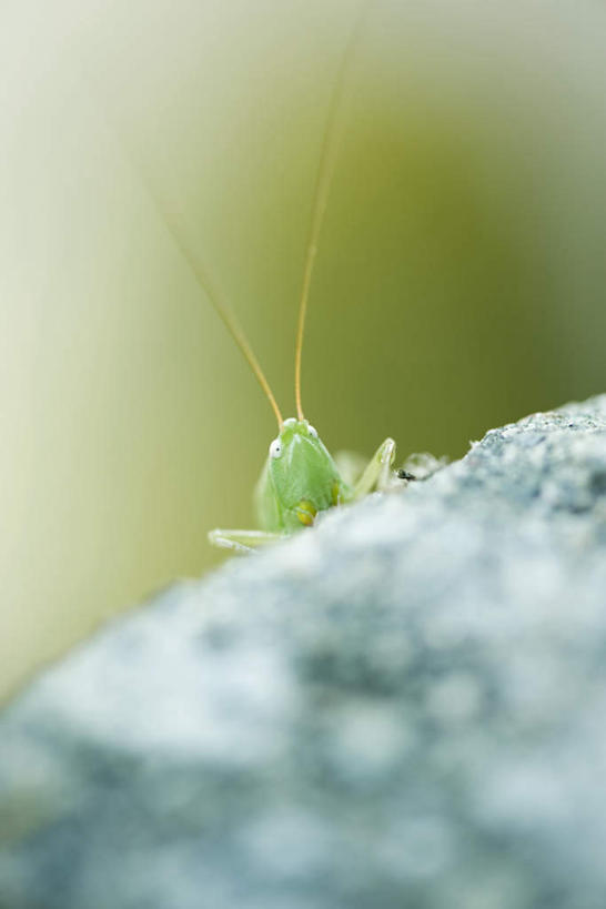 无人,竖图,室外,特写,白天,正面,礁石,石头,美景,朦胧,模糊,昆虫,石子,景观,一只,自然,动物,景色,自然风光,益虫,蚂蚱,礁,石块,岩石,彩图,全身