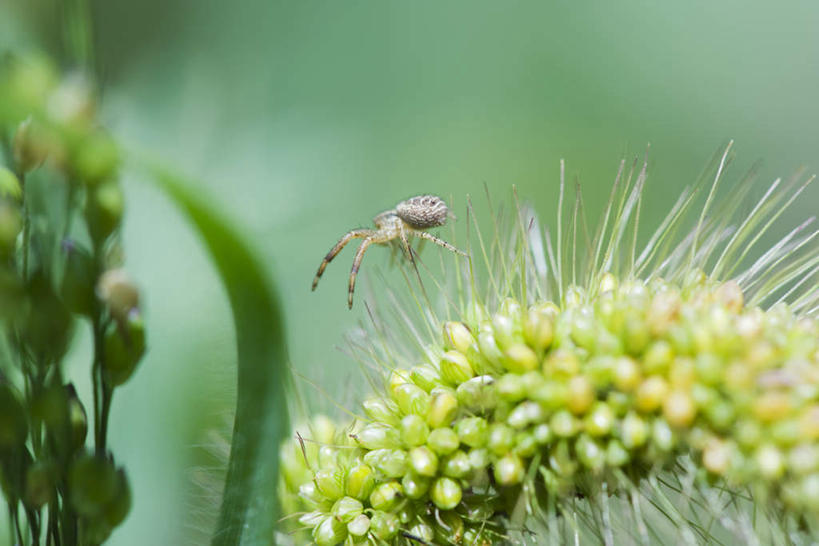 无人,横图,室外,特写,白天,正面,草地,草坪,美景,植物,叶子,条纹,蜘蛛,景观,果实,绿叶,草,一只,绿色,自然,动物,爬,嫩叶,景色,蜘蛛丝,八脚螅,园蛛,自然风光,织网,节肢动物,益虫,波丝,叶,叶片,彩图,全身