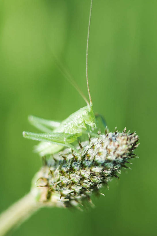 无人,竖图,室外,特写,白天,侧面,花海,花圃,美景,植物,叶子,枯萎,朦胧,模糊,盛开,昆虫,景观,花蕾,花,花瓣,花朵,花卉,鲜花,一只,绿色,自然,动物,花丛,花束,花田,花苞,花蕊,景色,自然风光,益虫,蚂蚱,彩图,全身