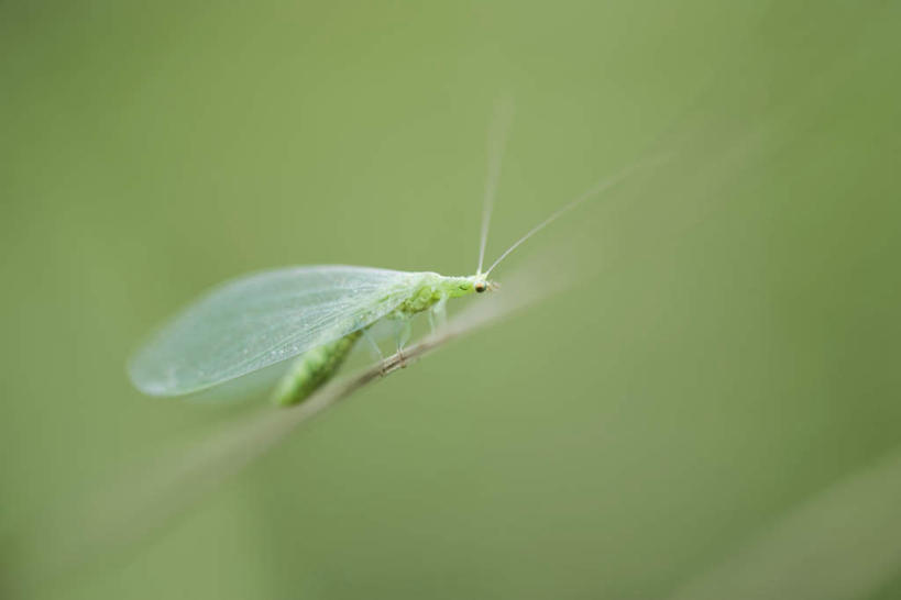 无人,站,横图,室外,特写,白天,侧面,美景,朦胧,模糊,昆虫,景观,树枝,一只,自然,动物,景色,自然风光,益虫,豆娘,蜻蛉,彩图,全身