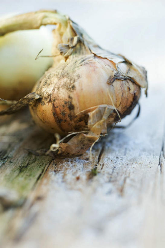 无人,竖图,俯视,室内,特写,白天,白色背景,桌面,桌子,蔬菜,洋葱,新鲜,木板,木头,木,皮,食品,食物,两个,放,摄影,有机食品,绿色食品,影棚,圆葱,洋葱头,球葱,彩图,高角度拍摄,影棚拍摄,拍摄