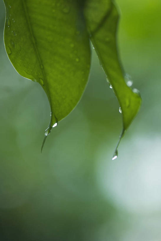 无人,竖图,室外,特写,白天,正面,仰视,美景,水,雨,植物,暴雨,大雨,叶子,两片,悬挂,朦胧,模糊,液体,景观,水滴,下雨,绿叶,自然,嫩叶,景色,细雨,自然风光,叶,叶片,小雨,彩图,低角度拍摄