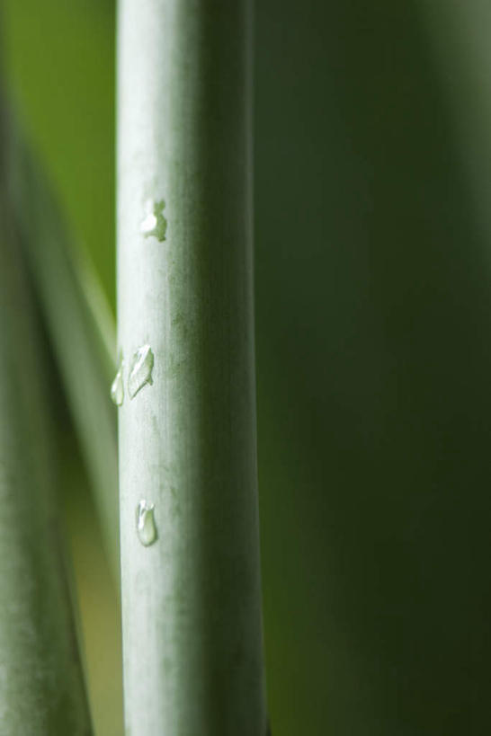 无人,竖图,室外,特写,白天,正面,美景,水,植物,朦胧,模糊,液体,景观,水滴,茎,一个,绿色,自然,景色,伸直,单个,自然风光,彩图