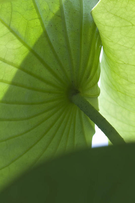 无人,竖图,室外,特写,白天,仰视,美景,植物,叶子,许多,朦胧,模糊,光线,纹理,景观,荷叶,茎,绿叶,阳光,自然,嫩叶,刺,景色,荆棘,自然风光,叶,叶片,彩图,低角度拍摄