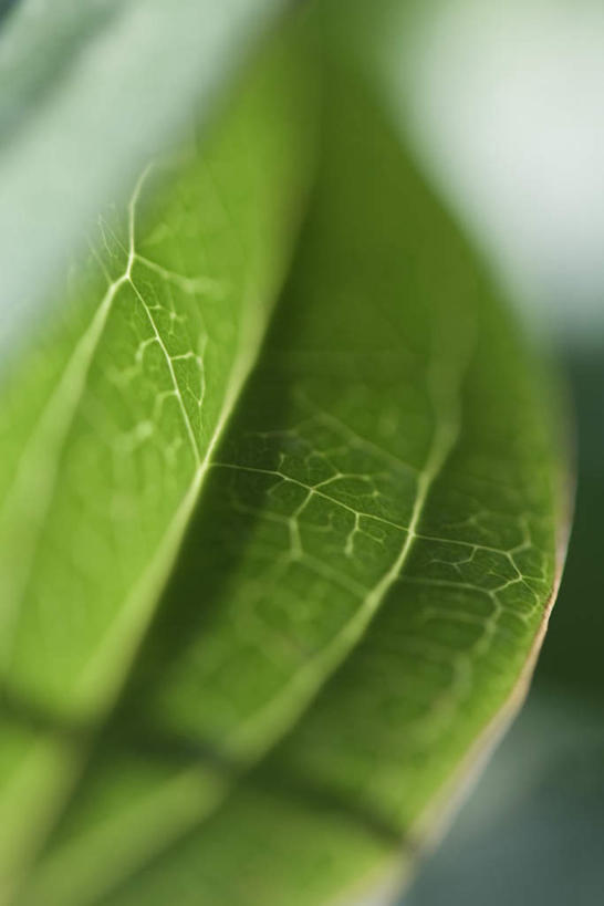 无人,竖图,俯视,室外,特写,白天,美景,植物,叶子,朦胧,模糊,光线,纹理,景观,茎,绿叶,叠,三个,阳光,自然,嫩叶,景色,自然风光,叶,叶片,彩图,高角度拍摄