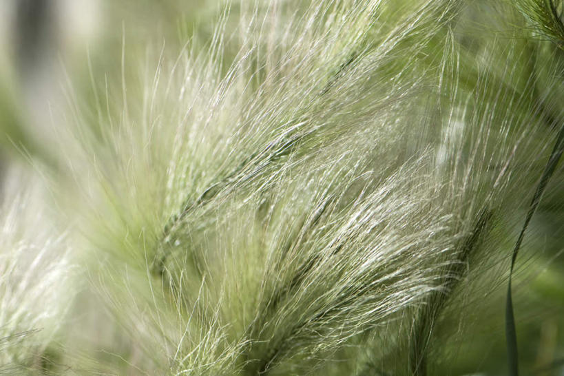 无人,横图,俯视,室外,特写,白天,正面,美景,植物,许多,枯萎,朦胧,模糊,景观,枯草,草,黄色,自然,景色,纤细,自然风光,彩图,高角度拍摄