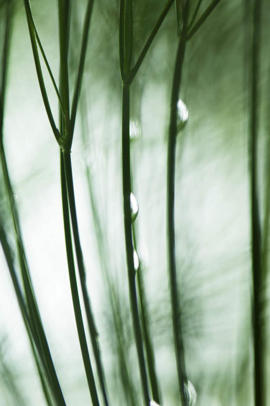 无人,竖图,室外,特写,白天,正面,美景,水,植物,许多,朦胧,模糊,液体,景观,水滴,茎,枝,自然,景色,伸直,自然风光,彩图