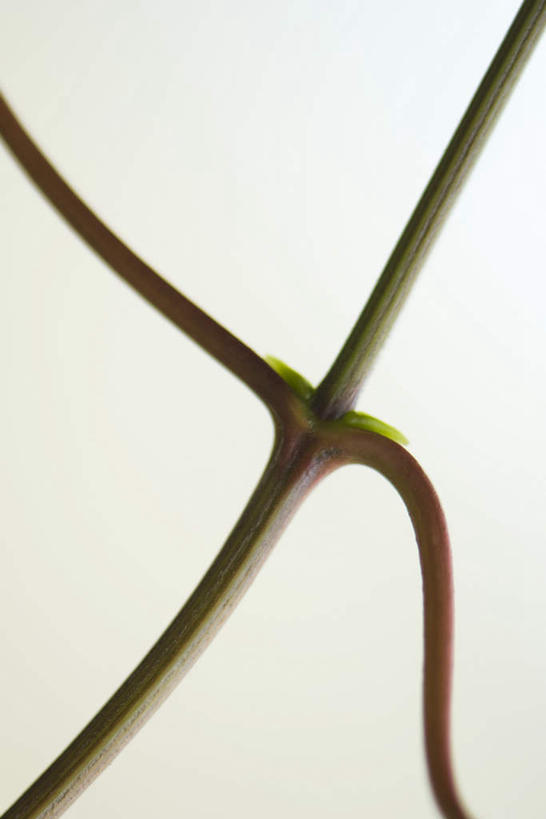 无人,竖图,室外,特写,白天,正面,仰视,美景,植物,灰色背景,朦胧,模糊,弯曲,景观,茎,发芽,根,一个,自然,嫩芽,景色,单个,十字,自然风光,彩图,低角度拍摄