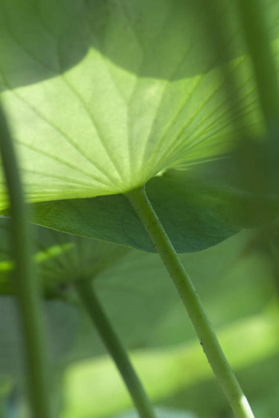 无人,竖图,室外,特写,白天,正面,仰视,美景,植物,叶子,许多,朦胧,模糊,光线,纹理,景观,荷叶,茎,绿叶,阳光,自然,嫩叶,景色,自然风光,叶,叶片,彩图,低角度拍摄