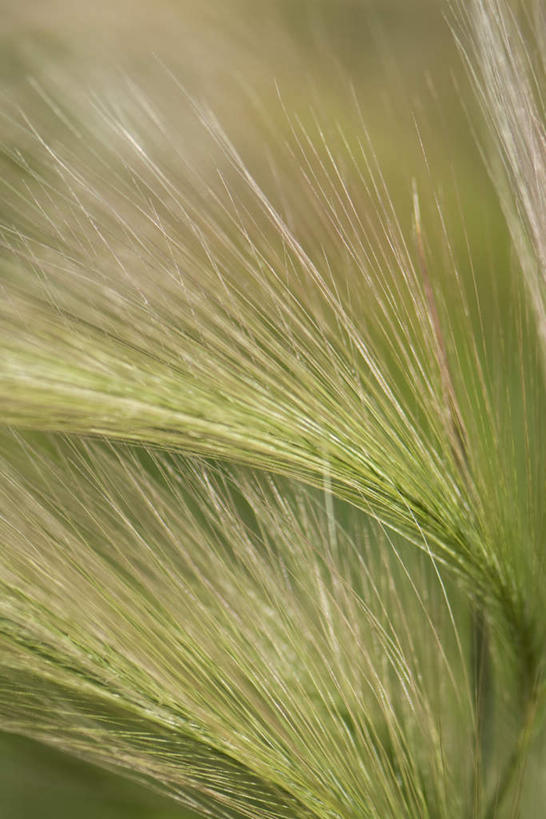 无人,竖图,室外,特写,白天,正面,美景,植物,枯萎,朦胧,模糊,景观,茎,枯草,草,黄色,自然,景色,自然风光,彩图