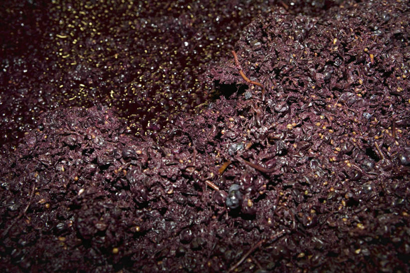 无人,横图,俯视,室内,特写,白天,葡萄,水果,一堆,许多,堆叠,堆积,新鲜,生食,食品,果实,食物,紫色,有机食品,绿色食品,堆,食品加工厂,碾碎,山葫芦,蒲桃,草龙珠,彩图,高角度拍摄