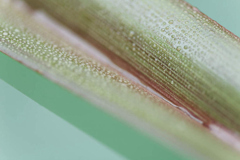 无人,横图,俯视,室内,特写,白天,水,叶子,朦胧,模糊,液体,水滴,绿叶,嫩叶,棕榈叶,叶,叶片,彩图,高角度拍摄