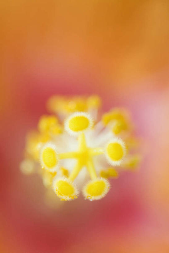 无人,竖图,俯视,室内,特写,白天,朦胧,模糊,盛开,木槿,木槿花,美丽,花蕾,花,花瓣,花朵,鲜花,一朵,粉色,花苞,花蕊,坚韧,永恒,质朴,无穷花,彩图,高角度拍摄