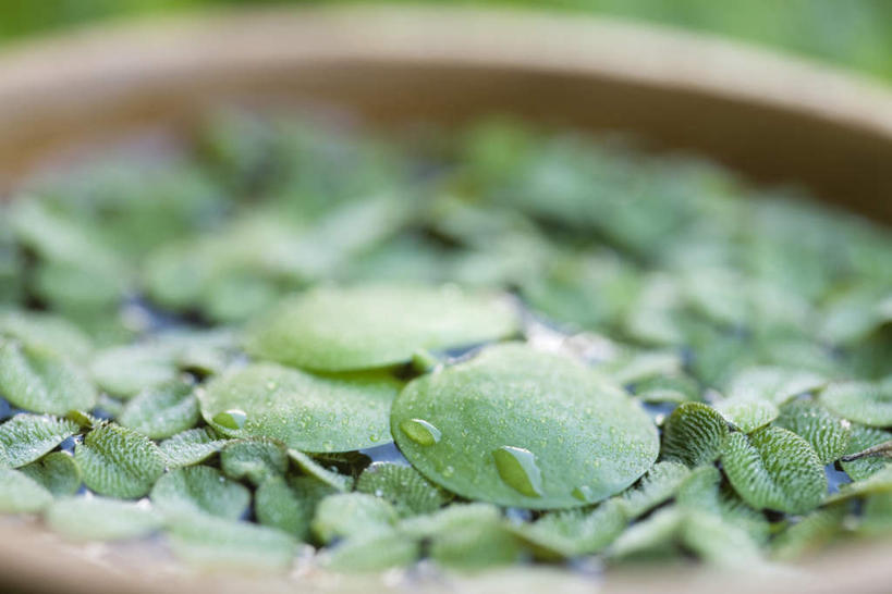 无人,横图,俯视,室外,特写,白天,静物,叶子,一堆,许多,堆叠,堆积,朦胧,模糊,盆,陶瓷,绿叶,陶瓷制品,嫩叶,堆,叶,叶片,彩图,高角度拍摄