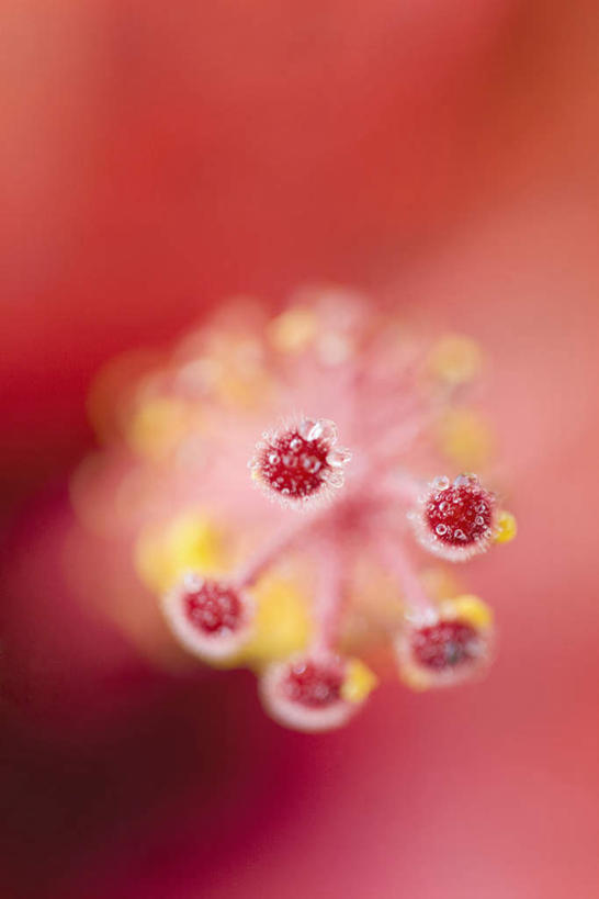 无人,竖图,俯视,室内,特写,白天,朦胧,模糊,木槿,木槿花,美丽,花蕾,花,花瓣,花朵,鲜花,一朵,红色,花苞,花蕊,坚韧,永恒,质朴,无穷花,彩图,高角度拍摄