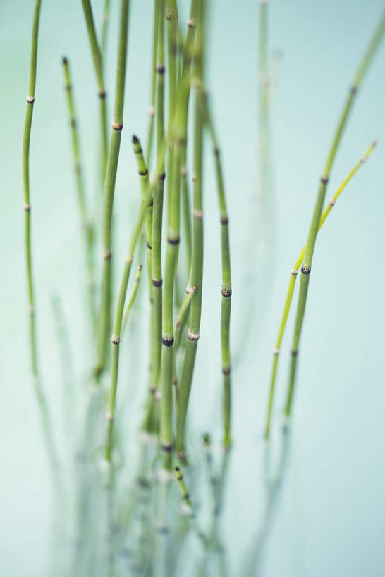 无人,竖图,俯视,室外,特写,白天,河流,水,一排,许多,朦胧,模糊,整齐,液体,河水,水滴,水流,排列,小溪,溪水,队列,灯芯草,灯心草,蔺草,龙须草,马棕根,野席草,彩图,高角度拍摄