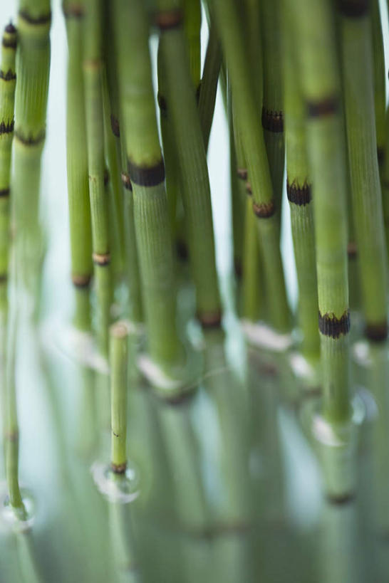 无人,竖图,室内,特写,白天,正面,河流,水,一排,许多,朦胧,模糊,整齐,液体,河水,水滴,水流,排列,小溪,溪水,队列,灯芯草,灯心草,蔺草,龙须草,马棕根,野席草,彩图