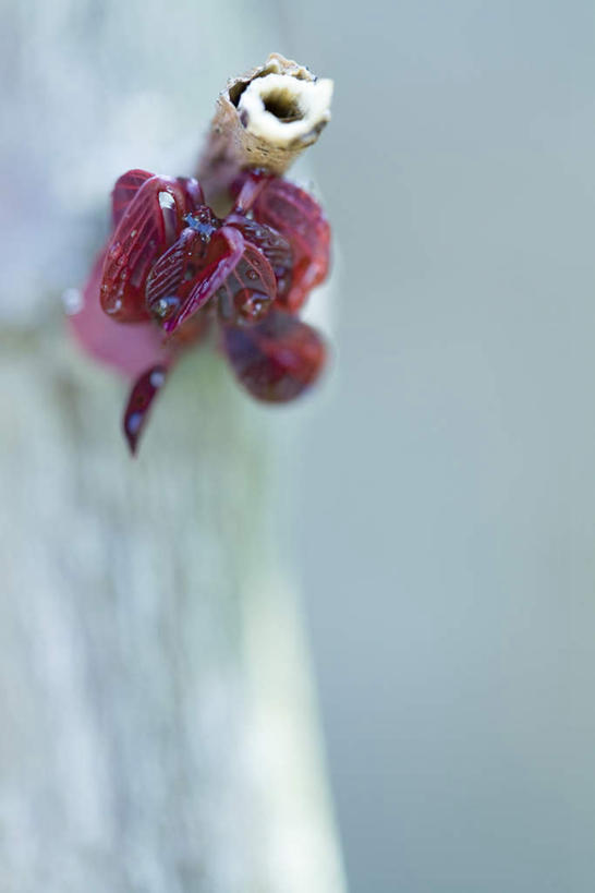 无人,竖图,室外,特写,白天,正面,植物,静物,叶子,一棵,许多,朦胧,模糊,绿叶,枝条,树,树木,树枝,绿色,自然,嫩叶,生长,成长,叶,叶片,彩图