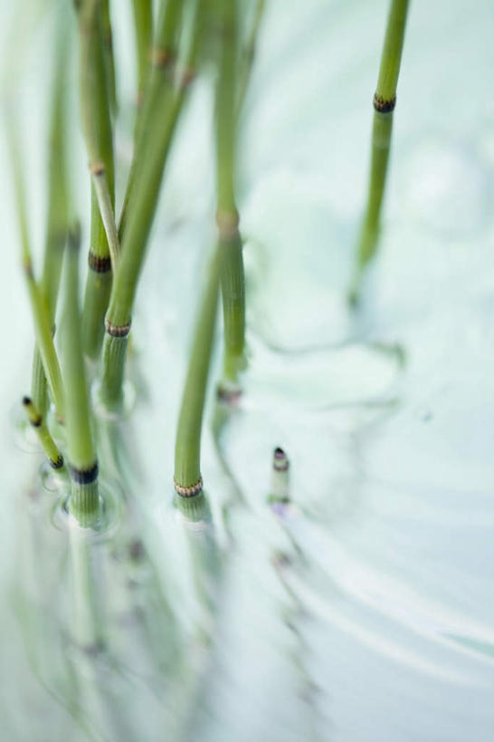 无人,竖图,俯视,室外,特写,白天,河流,水,一排,波纹,朦胧,模糊,整齐,散落,河水,水流,涟漪,排列,水纹,小溪,波浪,溪水,队列,水晕,灯芯草,灯心草,蔺草,龙须草,马棕根,野席草,彩图,高角度拍摄