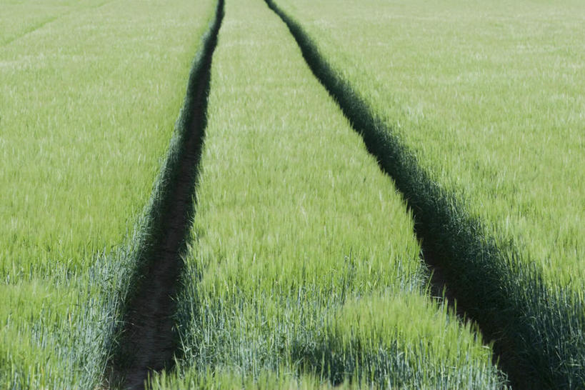 无人,农田,横图,俯视,室外,白天,庄稼,农作物,小麦,美景,两条,许多,长条,景观,谷物,绿色,自然,景色,自然风光,彩图,高角度拍摄,耕地,庄稼田,轮胎印