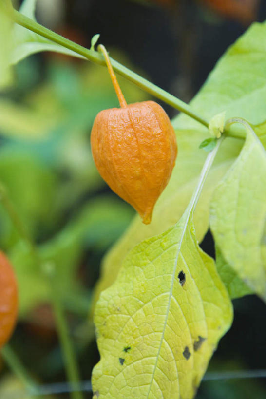 无人,竖图,室外,特写,白天,正面,草地,草坪,美景,植物,樱花,叶子,许多,阴影,朦胧,模糊,盛开,光线,影子,景观,绿叶,花蕾,草,花,花瓣,花朵,鲜花,绿色,阳光,自然,花苞,花蕊,嫩叶,景色,自然风光,灯笼草,沙灯笼,天泡子,水灯笼,打卜草,打额泡,天泡草,王母珠,小酸浆,叶,叶片,彩图