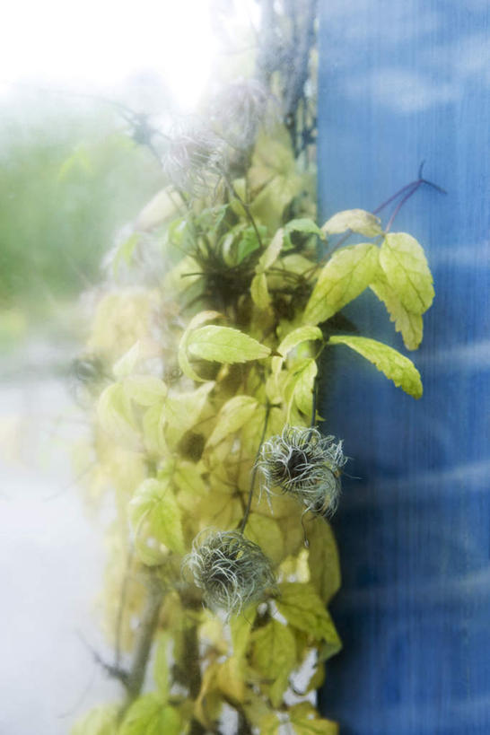 无人,竖图,室外,特写,白天,正面,美景,植物,许多,朦胧,模糊,墙,景观,铁线莲,地面,墙壁,墙面,树,树木,蓝色,绿色,蓝天,天空,自然,天,景色,生长,成长,番莲,威灵仙,山木通,自然风光,彩图