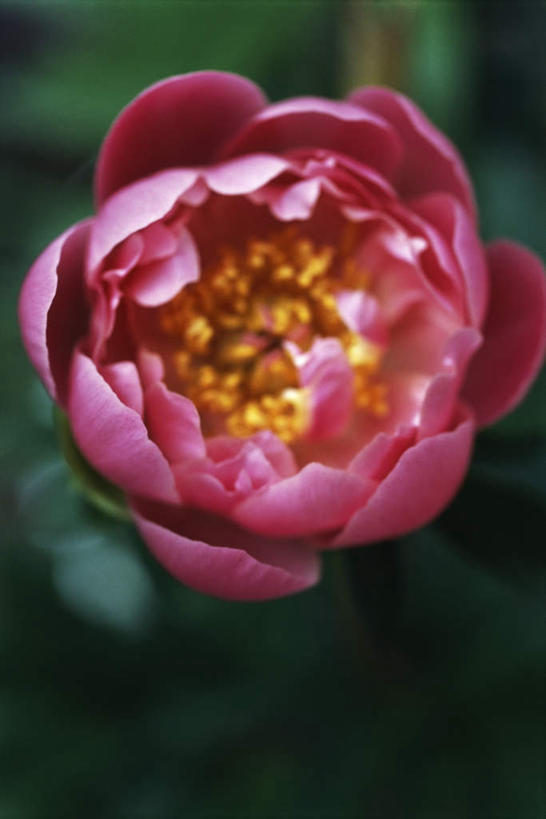 无人,竖图,俯视,室外,特写,白天,美景,山茶花,叶子,朦胧,模糊,景观,绿叶,一朵,红色,自然,嫩叶,景色,自然风光,玉茗花,耐冬,茶花,叶,叶片,彩图,高角度拍摄