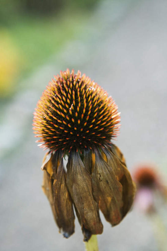 无人,竖图,俯视,室外,特写,白天,美景,叶子,阴影,朦胧,模糊,盛开,光线,影子,景观,绿叶,地面,花蕾,花,花瓣,花朵,鲜花,一朵,黄色,阳光,自然,花苞,花蕊,嫩叶,菊花,景色,松果菊,自然风光,叶,叶片,彩图,高角度拍摄