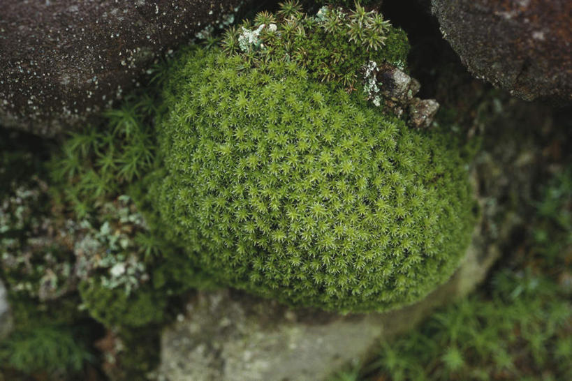 无人,横图,俯视,室外,特写,白天,石头,美景,水,许多,圆形,石子,液体,景观,水滴,青苔,苔藓,绿色,自然,景色,自然风光,石块,彩图,高角度拍摄
