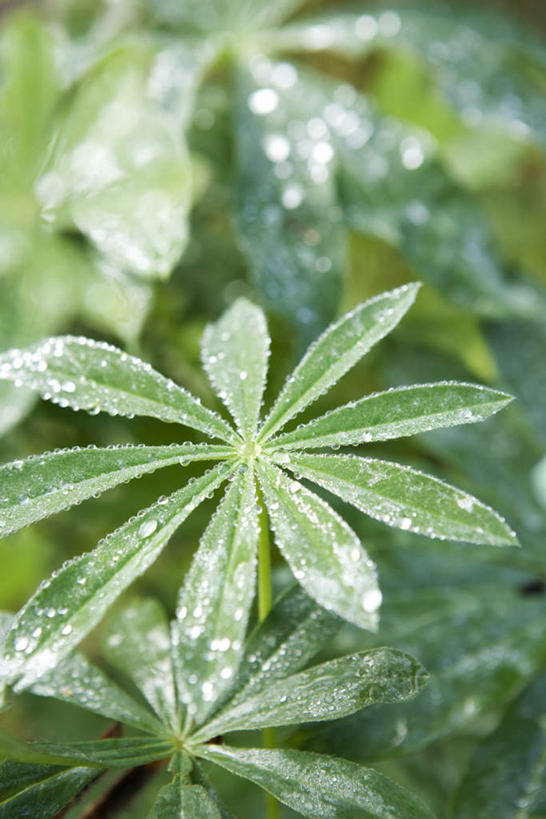 无人,竖图,俯视,室外,特写,白天,草地,草坪,美景,水,植物,叶子,许多,阴影,朦胧,模糊,光线,液体,影子,景观,水滴,绿叶,草,绿色,阳光,自然,露珠,嫩叶,景色,木薯,自然风光,树薯,木番薯,树番薯,叶,叶片,彩图,高角度拍摄