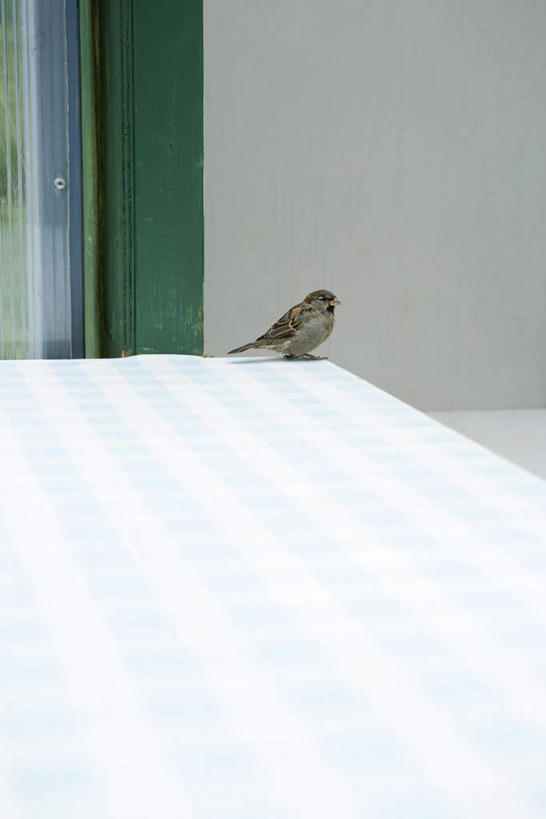 无人,竖图,俯视,室内,白天,窗户,床,卧室,鸟,野生动物,麻雀,瓷砖,地砖,墙,床单,地面,被子,玻璃窗,墙壁,墙面,一只,动物,单人床,被单,彩图,高角度拍摄,睡房,卧房