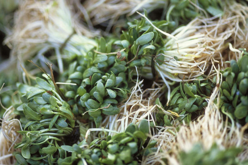 无人,横图,俯视,室外,白天,蔬菜,一堆,许多,阴影,堆叠,堆积,新鲜,光线,影子,食品,食物,绿色,阳光,芥菜,有机食品,绿色食品,堆,彩图,高角度拍摄