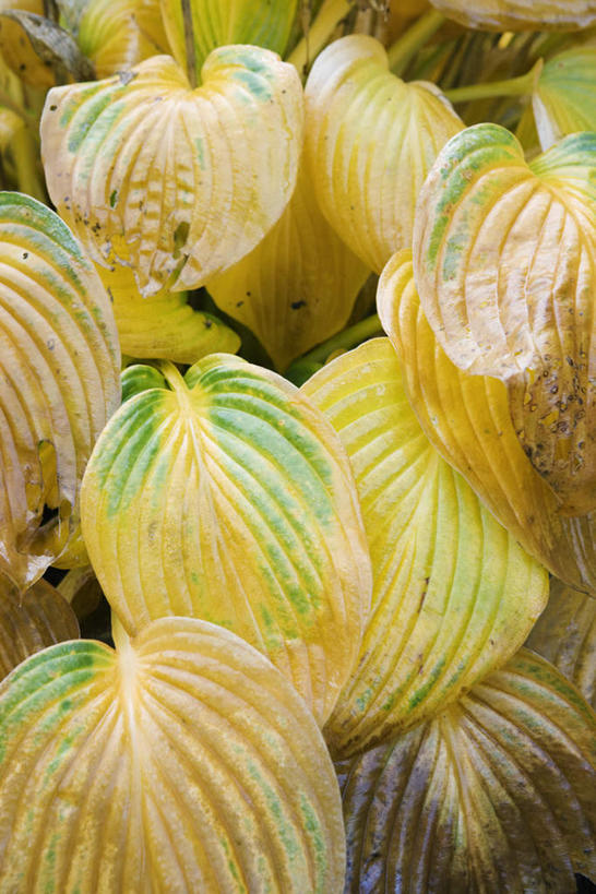 无人,竖图,俯视,室外,特写,白天,美景,植物,叶子,许多,阴影,枯萎,光线,影子,景观,枯草,枯叶,草,黄色,阳光,自然,景色,自然风光,叶,叶片,彩图,高角度拍摄