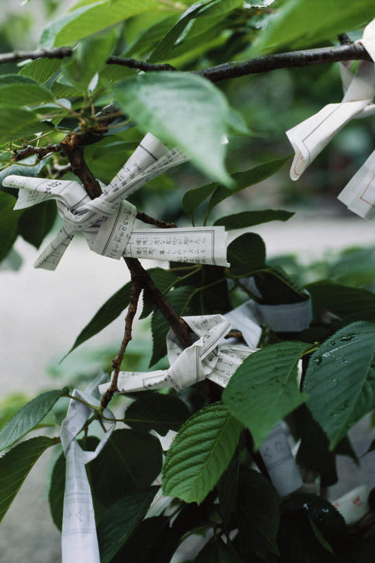 无人,竖图,室外,特写,白天,正面,植物,叶子,许多,捆扎,阴影,节日,光线,影子,纸,绿叶,纸条,文化,树,树木,绿色,阳光,自然,祈祷,健康,嫩叶,许愿,宗教,信仰,生长,成长,纪念,捆绑,祈求,平安,叶,叶片,彩图