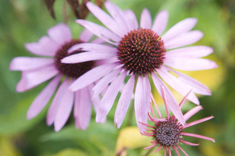无人,横图,俯视,室外,特写,白天,美景,叶子,许多,朦胧,模糊,盛开,景观,绿叶,花蕾,花,花瓣,花朵,鲜花,粉色,自然,花苞,花蕊,嫩叶,景色,金花菊,自然风光,王爷葵,肿柄菊,叶,叶片,彩图,高角度拍摄