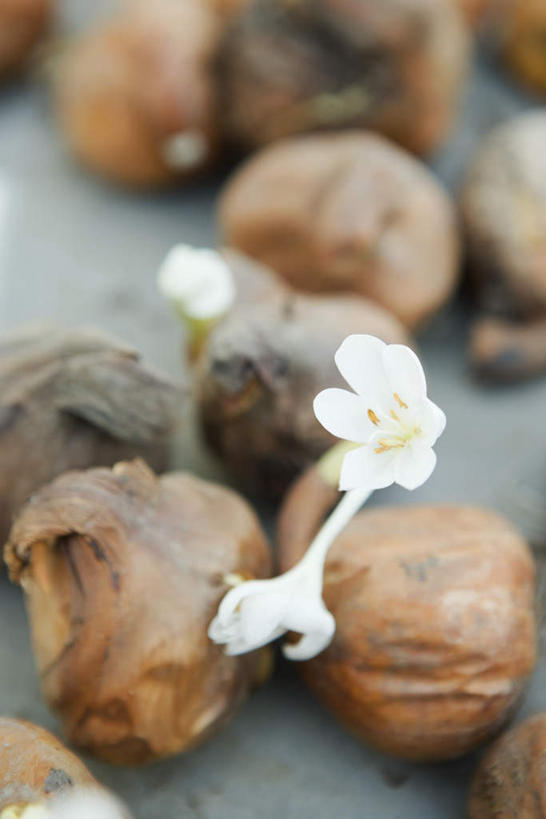 无人,竖图,俯视,室外,特写,白天,植物,许多,朦胧,模糊,草药,药草,藏红花,中药,白色,番红花,药材,中草药,中药材,本草,彩图,高角度拍摄