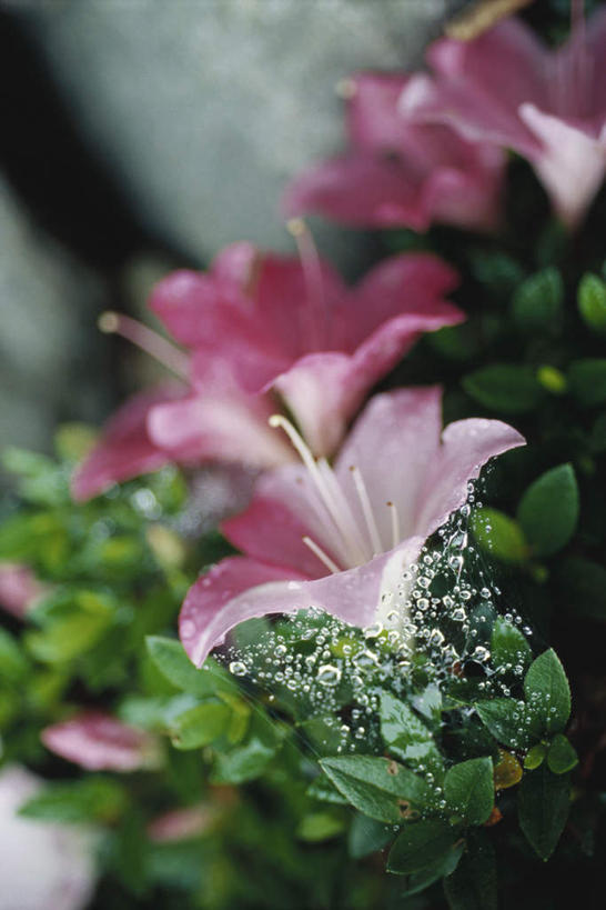 无人,竖图,俯视,室外,特写,白天,杜鹃花,叶子,许多,朦胧,模糊,盛开,杜鹃,绿叶,花蕾,花,花瓣,花朵,鲜花,粉色,花苞,花蕊,嫩叶,红杜鹃,满山红,清明花,清时,山踯躅,红踯躅,山石榴,映山红,叶,叶片,彩图,高角度拍摄