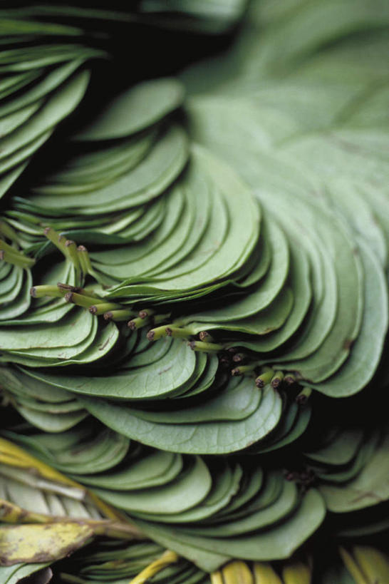 无人,竖图,俯视,室外,特写,白天,植物,水果,一堆,一排,许多,堆叠,堆积,朦胧,模糊,整齐,草药,中药,排列,堆,队列,药材,中草药,槟榔,中药材,本草,槟榔子,大腹子,宾门,橄榄子,青仔,彩图,高角度拍摄