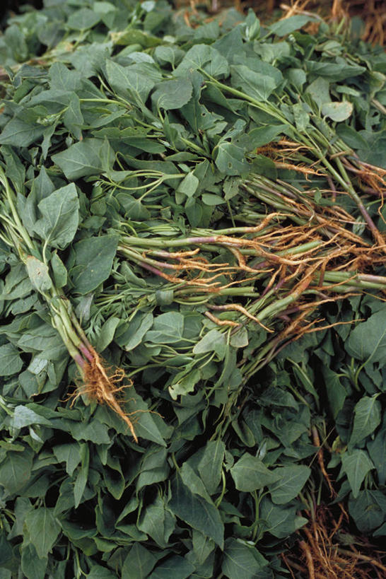 无人,竖图,俯视,室外,特写,白天,菠菜,蔬菜,叶子,一堆,许多,堆叠,堆积,新鲜,食品,绿叶,食物,嫩叶,有机食品,绿色食品,堆,叶,叶片,鹦鹉菜,鼠根菜,角菜,红嘴绿鹦哥,赤根菜,菠薐菜,波斯草,彩图,高角度拍摄