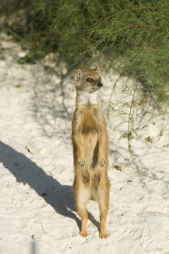 无人,站,竖图,俯视,室外,白天,草地,草坪,植物,野生动物,阴影,光线,沙子,影子,地面,沙地,注视,草,一只,黄色,绿色,阳光,动物,看,站着,可爱,活泼,关注,猫鼬,抬头,仰头,站立,彩图,高角度拍摄