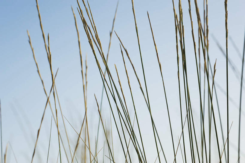 无人,横图,室外,特写,白天,仰视,草地,草坪,美景,植物,许多,阴影,光线,影子,景观,草,蓝色,绿色,蓝天,天空,阳光,自然,天,景色,自然风光,滨草,彩图,低角度拍摄