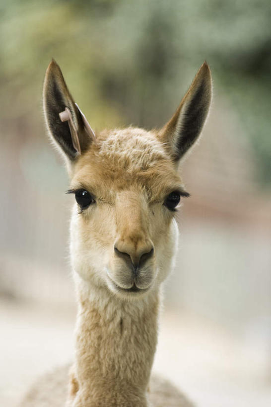 无人,站,竖图,室外,特写,白天,正面,植物,野生动物,阴影,朦胧,模糊,光线,影子,地面,注视,树,树木,一只,黄色,绿色,阳光,自然,动物,观察,看,站着,可爱,活泼,生长,成长,观看,察看,毛发,关注,羊驼,驼羊,美洲驼,站立,彩图