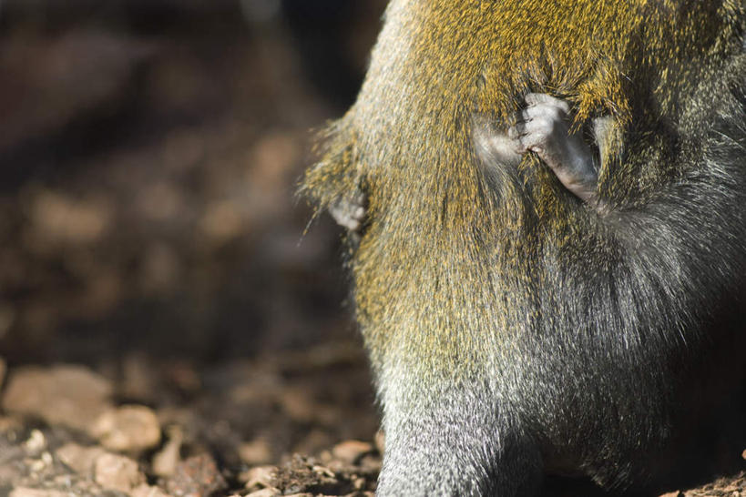 无人,站,抱,横图,室外,特写,白天,正面,石头,哺乳动物,猴,野生动物,猴子,阴影,朦胧,模糊,光线,石子,影子,地面,阳光,动物,站着,两只,可爱,活泼,抱着,搂着,石块,搂,搂抱,站立,半身,彩图