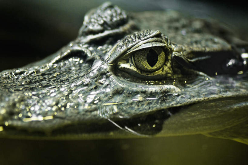 脸,头,脸颊,无人,横图,俯视,室外,特写,白天,野生动物,蜥蜴,朦胧,模糊,一只,动物,石龙子,鬃狮蜥,山龙子,石蜴,泉龙,猪婆蛇,五寸棍,四脚蛇,蜴,头部,脸部,脸蛋,面部,守宫,彩图,高角度拍摄